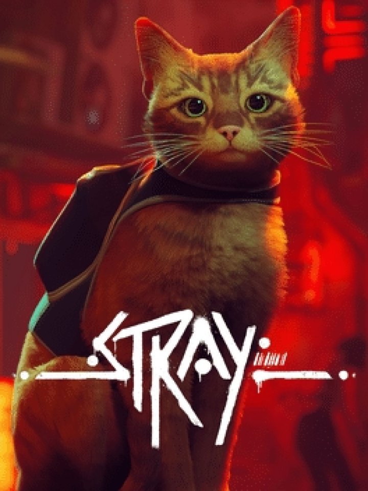 Copertina di Stray